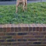 bully female 7months age in South Buckinghamshire