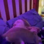To Stud Male Miniature Chihuahua Dogs in Birmingham