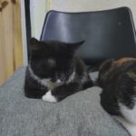 female cats in London