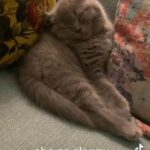 SOLD‼️‼️PURE BRITISH SHORTHAIR FEMALE KITTEN FOR SALE in Birmingham