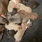 11 Pups 6 Boys 5 Girls King Kodiak And Mr goodbar Great Grandpups in London