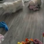 LAST MALE MALSHI PUPPY in Maidstone