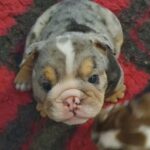 ***READY NOW*** STUNNING ENGLISH BULLDOGS in New Forest