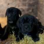 Cane Corso Puppies in North Yorkshire