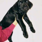 Cane Corso in Bexley