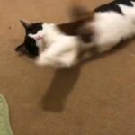 Re-homing An 1 Years Old OREO To Get Looked After in London