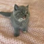 British Shorthair Girl Blue in Wolverhampton