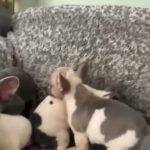 cute French bulldog puppies in London
