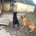 Full Black German Shepherd in Bassetlaw