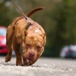 American Pocket Bully in Kirklees