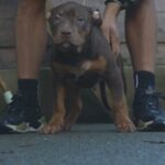 Chocolate Tri, Dad Direct Bossy Kennels ?? in Manchester
