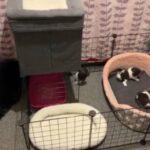 Gorgeous 3/4 BSH Kittens in Leicester