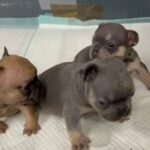 French Bulldog Puppies For Sale in Leicester