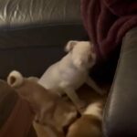 Pug Puppies in Bridgend