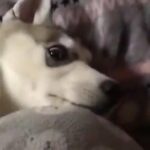 Husky Pup Seeking Forever Home in High Peak