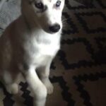 Adorable Female Husky Pup For Sale in High Peak