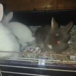 baby rabbits in Wyre Forest