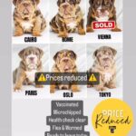 Reduced Tri & Merle English Bulldog pups in Liverpool