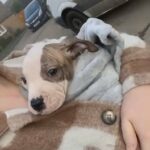 Female American Bulldog For Sale in Birmingham