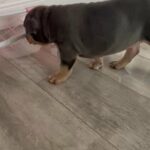 Blue Tri Female Pocket Bully in Birmingham