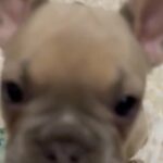 Beautiful Female French Bulldog in London