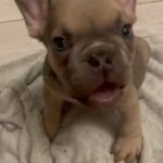 Teacup Lilac Fawn Male French Bulldog Puppy in London