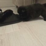 Beautiful Black Pomeranian Puppies Ready Now ❤️ in Basildon