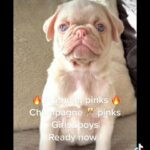 amazing pink pugs in Ashford