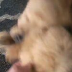 2 GORGEOUS KC REG AND HEALTH TESTED GOLDEN RETRIEVERS in Newcastle