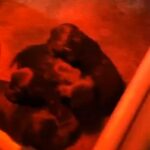Cocker Spaniel Pups 🥰 in Allerdale