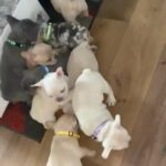7 Lilac/Platinum French bulldogs Ready To Go in Rhondda Cynon Taf