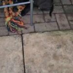 puppies for sale in Birmingham