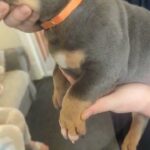 MICRO ABKC BULLY in Blackburn with Darwen