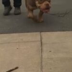 Male Pocket Bully in Sheffield