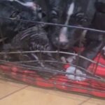 puppies for sale in Birmingham