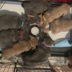 American Pocket Bully Puppies for Sale in Wakefield