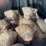 Last Few‼️Proper American POCKET Bully’s in Newcastle upon Tyne