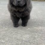 Chow Chow Puppies in Liverpool