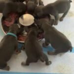 Tiny L1 Fluffy & Testable French Bulldogs in County Durham