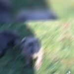 Cane Corso Puppies in London