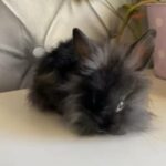 Gorgeous Fluffy Mini Lion Lop Bunny in London