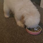 Toy poodle in Argyll and Bute