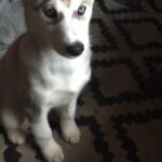 Adorable Husky Pup For Sale in High Peak