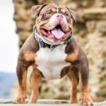 Chocolate Tri Pocket Bully Stud in Wakefield