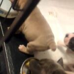 Stunning Litter Of Big Rope Frenchies in Nuneaton & Bedworth