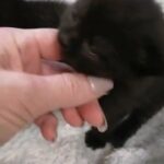 Kittens in Manchester