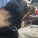 Dog Sitting/Walking/Boarding in Highland