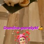 2 WONDERFUL POMERANIAN PUPPIES BOYS  FOR SALE in Swansea