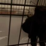 Black Bear Coat Chow Pei Puppies in Nottingham