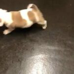 American Bully Puppy in Leeds